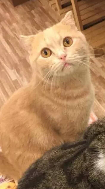 主人在喂其他猫吃药，橘猫看到后，它的表情太夸张了，哈哈...