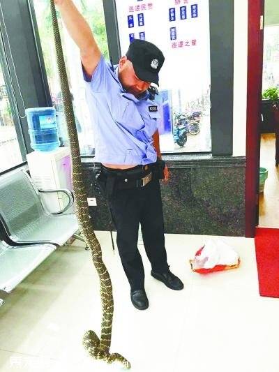 地铁站旁绿化带惊现大蛇 动物园专家称系无毒“大王蛇”