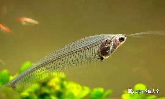 【每日一鱼】玻璃猫，一种全身透明的热带观赏鱼！~