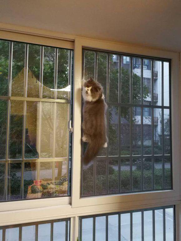 网友家的加菲猫每天闲不住，回家后看到猫咪位置，笑的我喘不过气