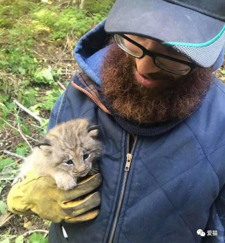 网友登山捡到只小猫，仔细一看，竟是只猞猁，运气逆天啊！