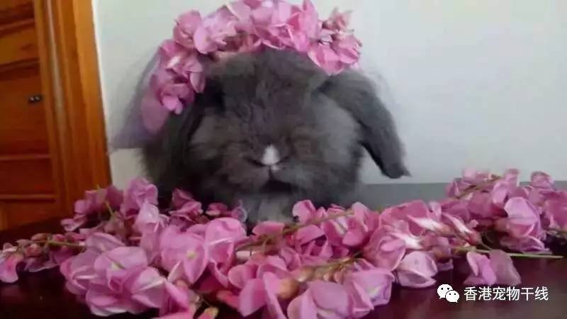 兔兔：鲜花将我包围，才能彰显我贵族的身份！