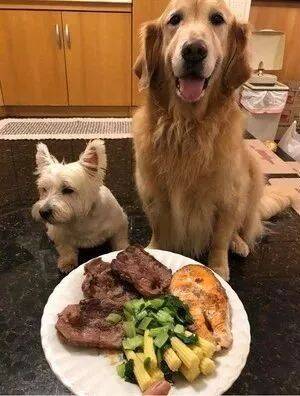 网友回到家看到狗子在吃大餐，忙去找自己的那一份...差点哭了！