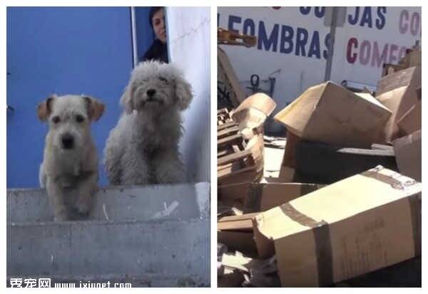 两只流浪狗狗在垃圾堆相互陪伴生存