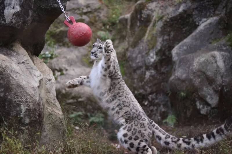 有网友无意间拍到多摩动物园的一只大喵平时的运动方式……