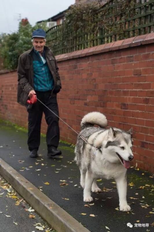 老人遛狗散步被碰瓷  法官：狗狗太胖了，不可能咬到你.....
