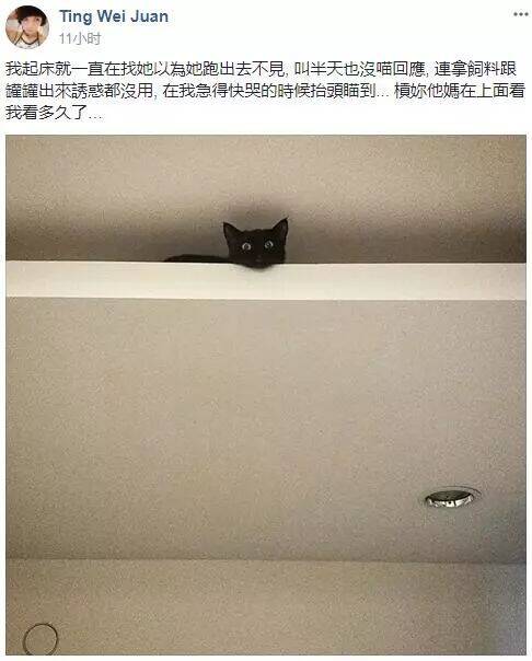 据说家里有猫的朋友们，家里装修时一定要避开这个…