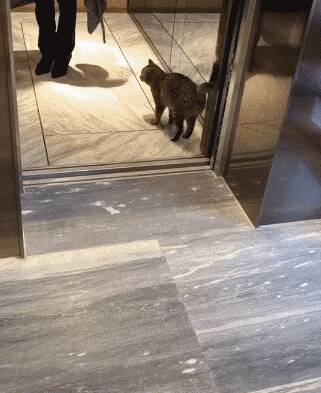 公司收养的流浪猫，饿了就坐电梯上二楼吃饭