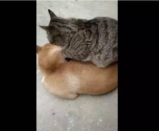 猫咪把狗狗当窝，压在狗身上睡觉，这狗子脾气可真好！