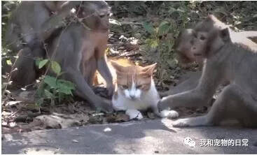 猫咪落在4只猴子手里被玩的万念俱灰，猫：求求你们给我个痛快吧！