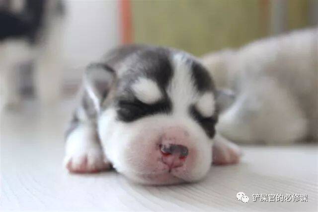 小时候VS长大后，你还是我的狗子吗？