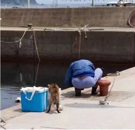 河边，钓鱼者正埋头弄鱼钩，身后有只猫偷偷靠近之后...