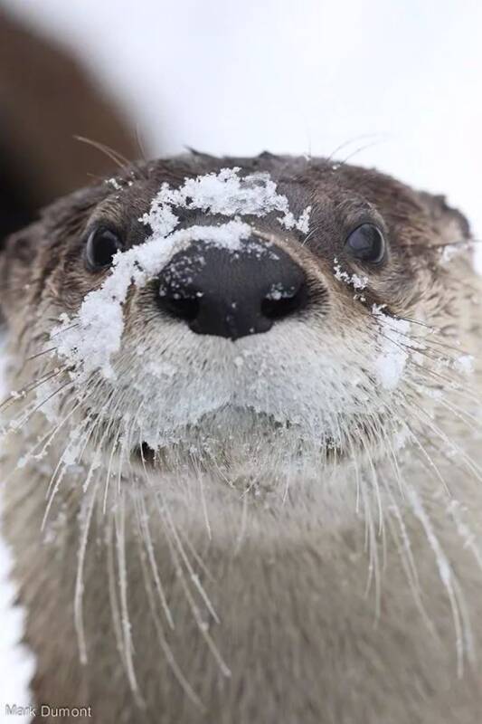 新的吸品：雪花獭！朋友们不来一份试试吗~