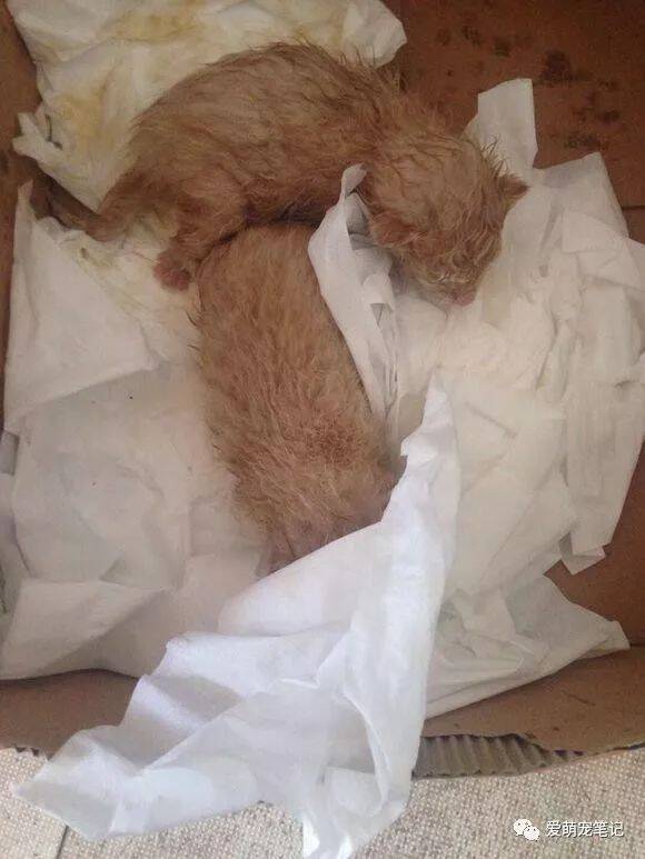 捡回家两只小橘猫，老爸死活不同意，结果半个月后猫不是我的了！