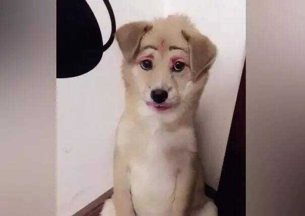 给狗狗用化妆品瞎折腾后眉清目秀，网友：比我媳妇漂亮！