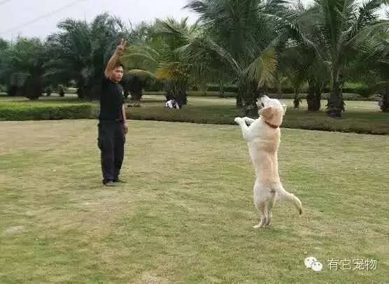 如何训练狗狗站立