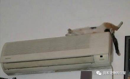 网友家的猫咪喜欢睡在空调上面，结果一个翻身，吓得直接炸毛了！