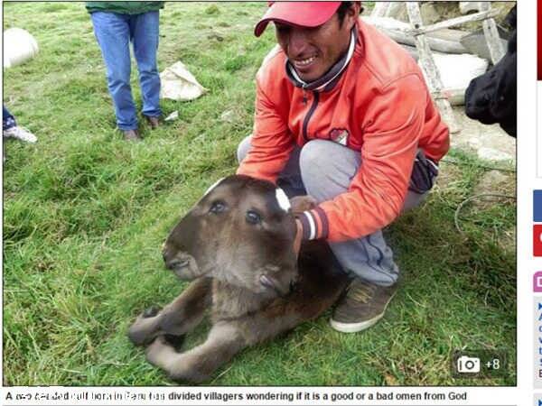 在秘鲁出生变异小牛 居民怕被诅咒