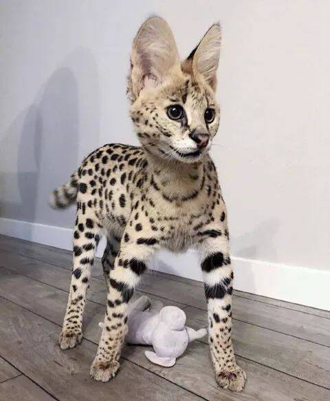 说它是猫星的"超模”,应该没人反驳了吧？！