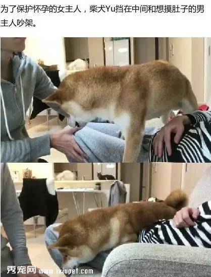 狗狗与主人之间，有爱的那些事！