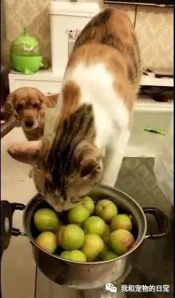 金毛想吃水果够不着，猫咪趁主人不在配合拿果，被喵宠着真幸福！