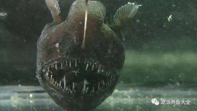 鮟鱇鱼“亲热”方式世界最惨，其交配场面堪称恐怖片……