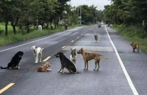 马路上围坐着一群流浪狗，任司机怎么按喇叭都不走，下车查看，才发现....