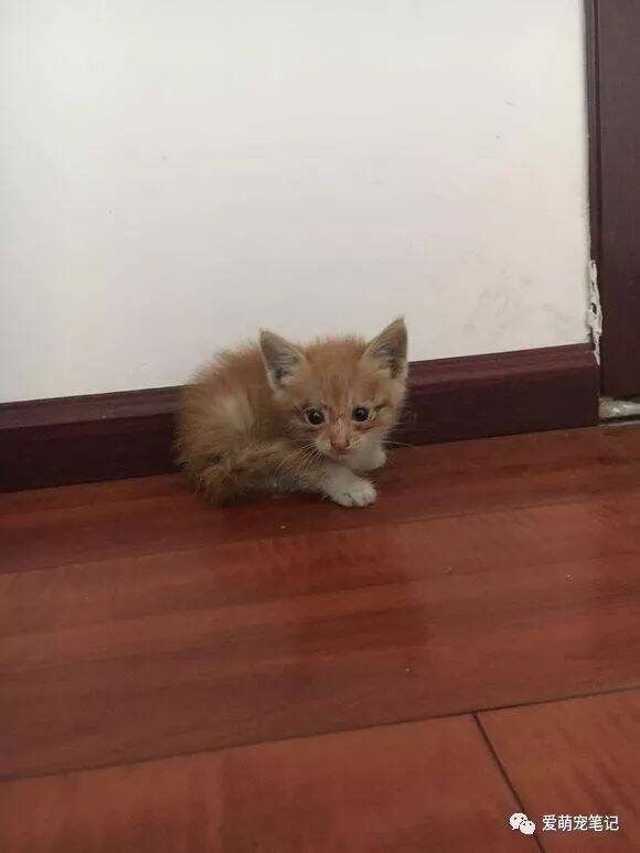 偶遇一只小橘猫，满脸的眼屎，眼睛都睁不开，看着可怜就抱回家了