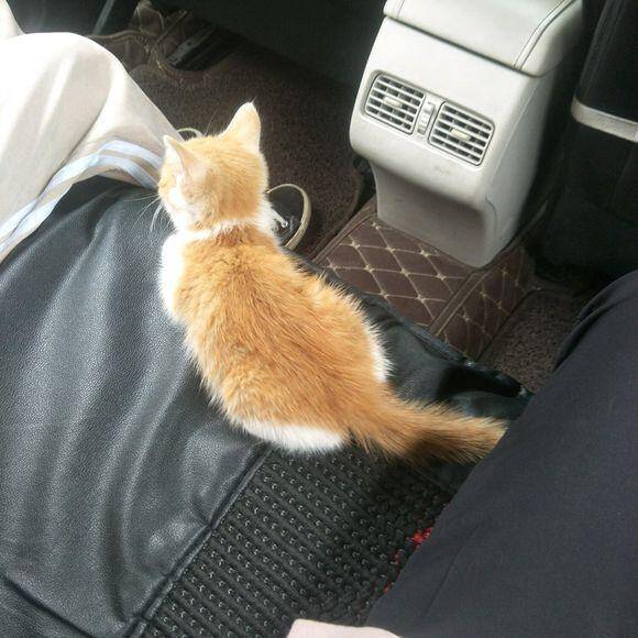 养一只特别皮的猫咪什么体验：半夜不敢掀被子，一露出脚她就要咬