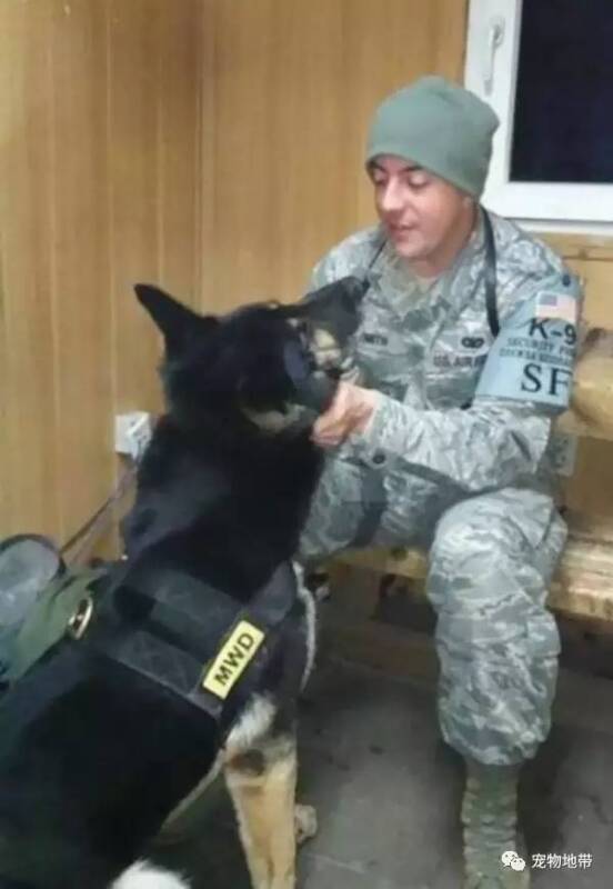 军犬和他的老伙计：为他盖上代表荣誉的国旗，陪伴他到最后一刻。