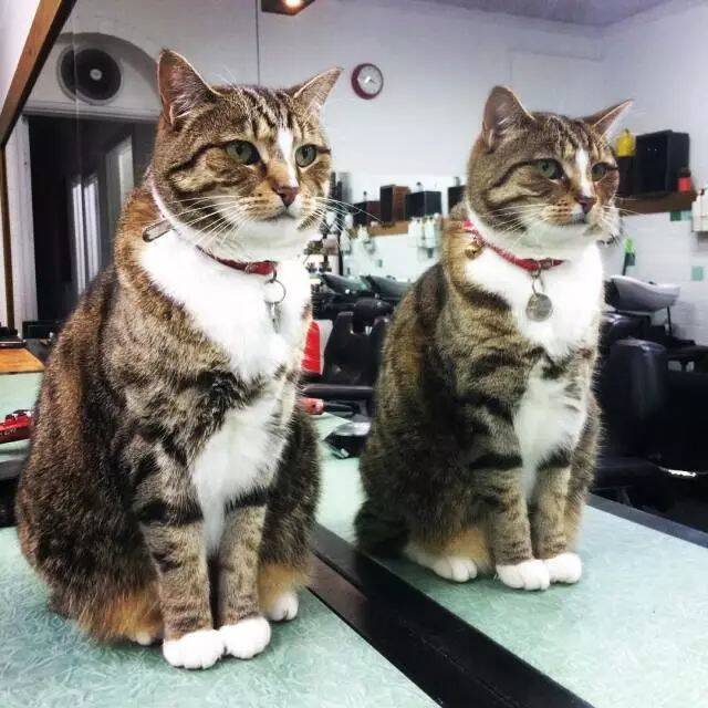猫咪帮助主人经营理发店4年，全年无休，可以说相当敬业了！