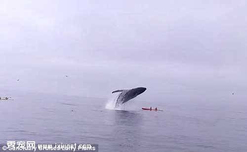 美国加利福尼亚海域一只座头鲸将船只砸碎瞬间