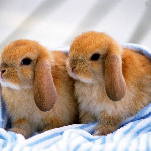 你想了解垂耳兔吗？