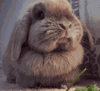 兔子吃兔粮有哪些好处呢？