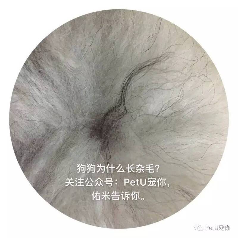 狗狗突然长出很多杂毛，这是为什么？