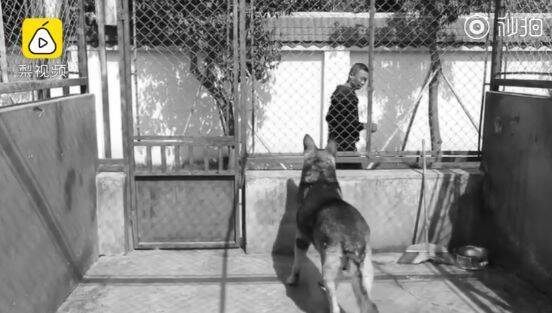 泪目！“5·12”汶川地震英雄搜救犬“银虎”走了……