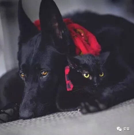 网友家养了一只黑猫一只黑狗，还每天记录它们的日常，画面超美！