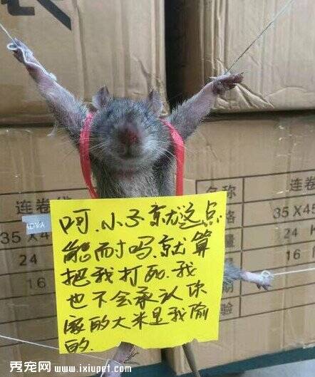 老鼠被五花大绑挂悔过书，网友：请停止虐待！