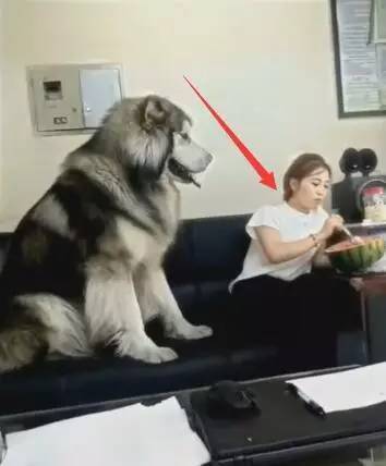 女主人在吃西瓜，一只200斤的狗狗扑上来要吃的，不给就撒娇真怕被压坏啊！