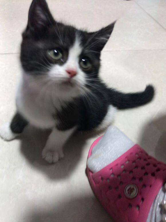 领养回来一只小奶猫，本来觉得不值钱，网友看后说：这猫你赚大了
