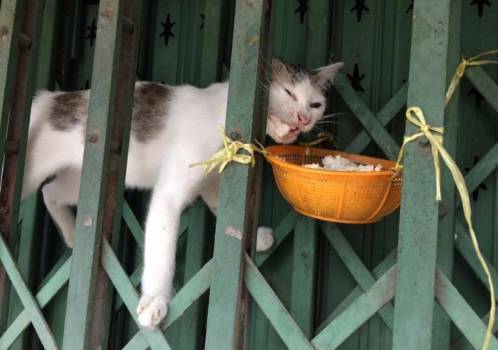 为了防止猫咪偷吃，主人把米饭挂了起来，可还是没想到……