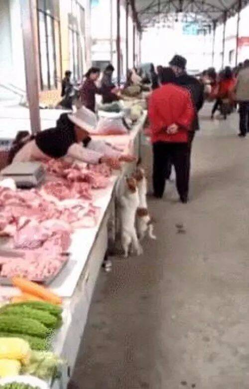 流浪狗组队经常光顾一家肉店，大妈的生意还做不做了呢？