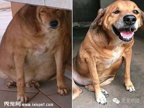 狗狗从36.5公斤瘦到24.6公斤 不要盲目的喂狗狗吃东西