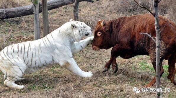 饲养员给老虎找来了一头牛当食物，结果老牛却把老虎当成了玩具！