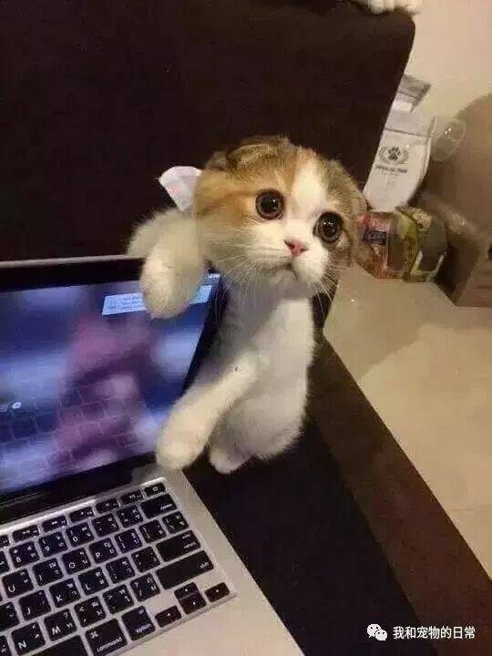 猫咪在边上看着主人玩电脑，因没有抽出时间陪猫玩，喵：看来你电脑不想要了！