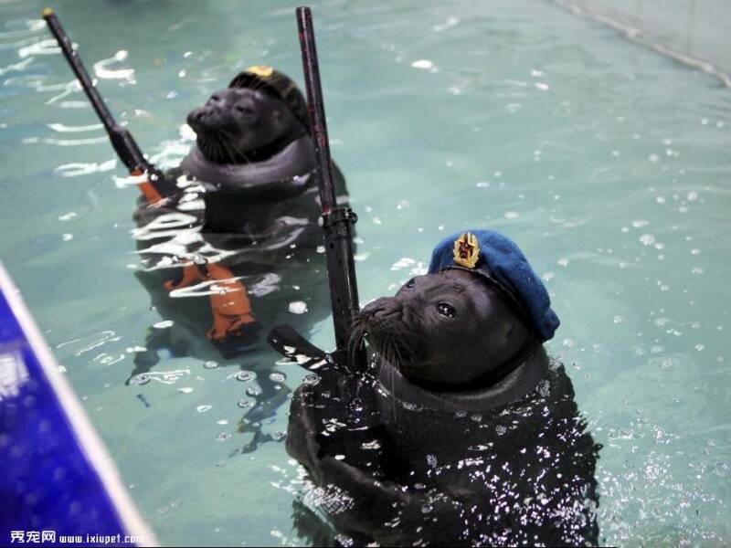 俄罗斯海豹“扛枪”戴军帽水中列队接受检阅