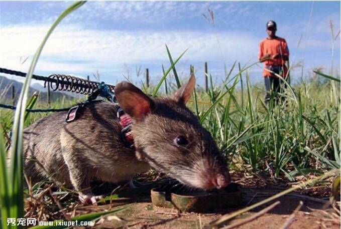 柬埔寨非洲巨鼠助驯兽师探雷，工作效率大大提高