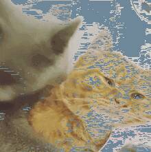 橘猫：你得到了本喵的身体，但是得不到本喵的心！