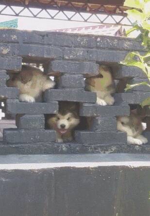 网友路过一面墙时，突然冒出4个狗头，可爱到让人想偷！