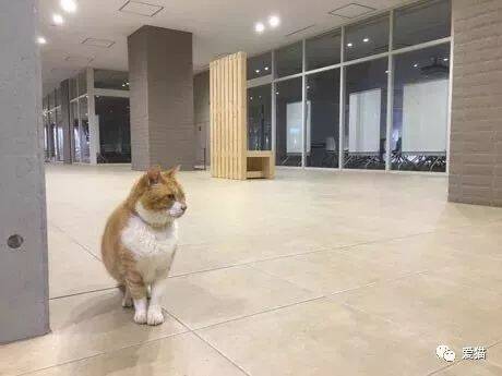 这只猫​号称是日本大学最任性的一位学生，这气场不服不行...